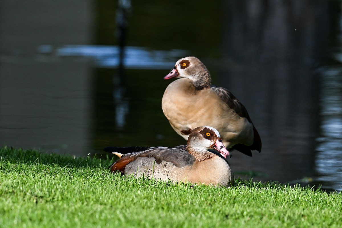 Egyptian Goose - ML643340069
