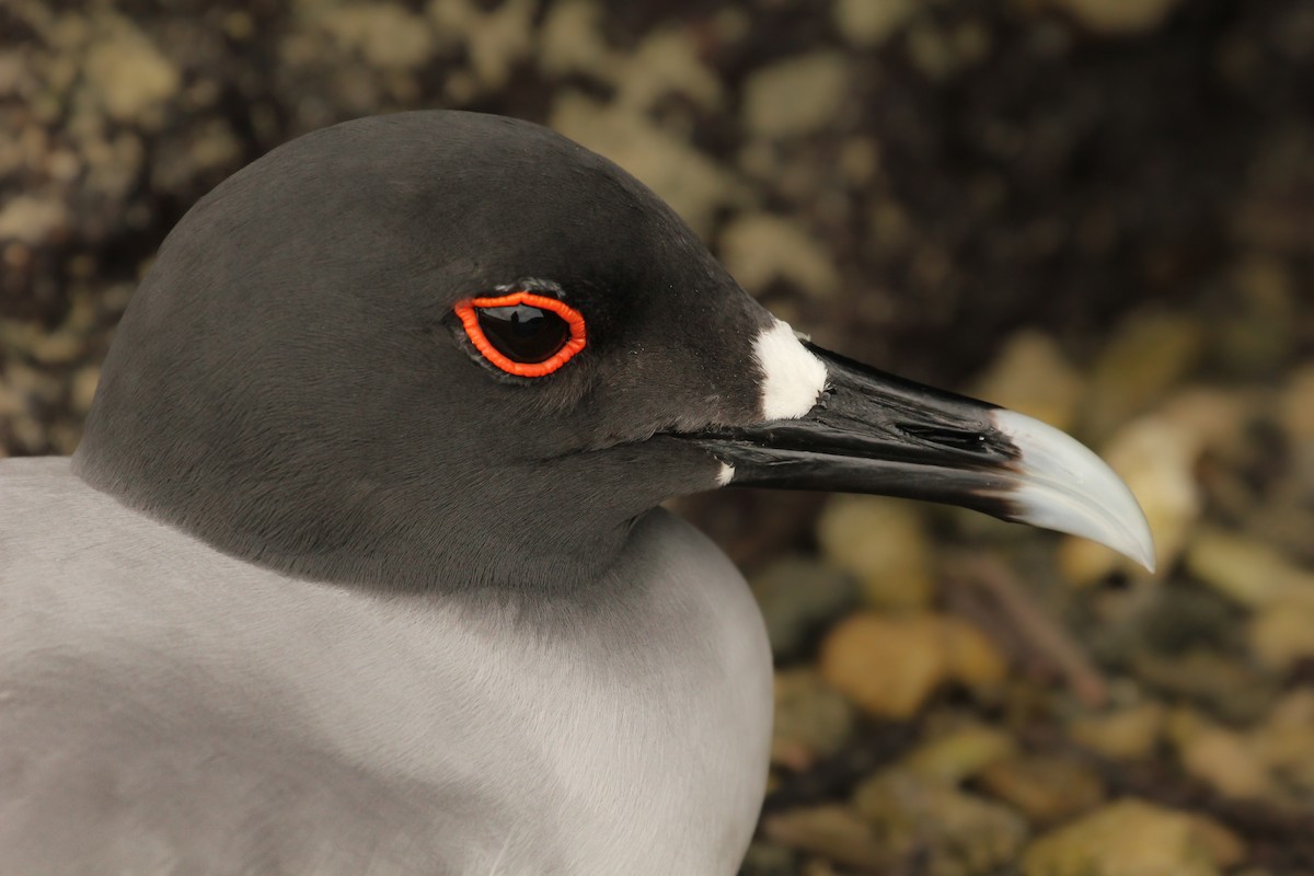 Swallow-tailed Gull - ML643340071