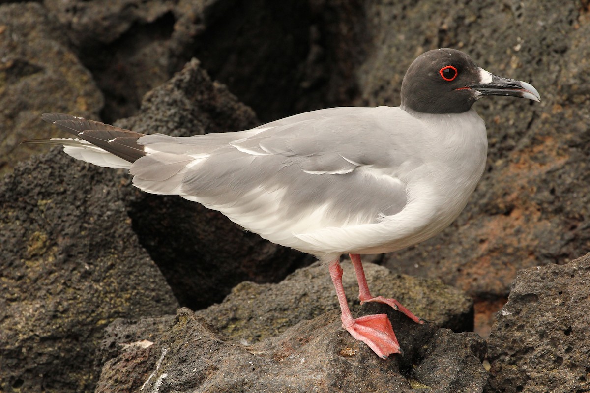 Swallow-tailed Gull - ML643340072