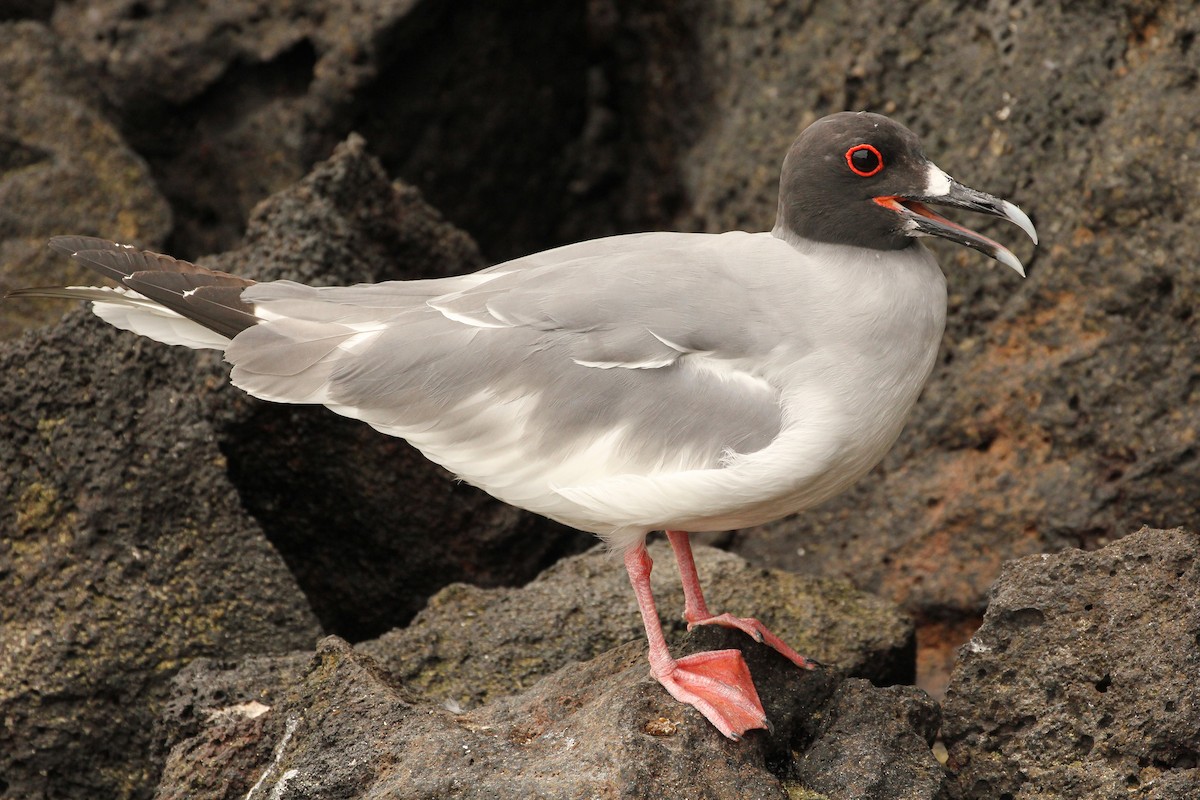 Swallow-tailed Gull - ML643340073