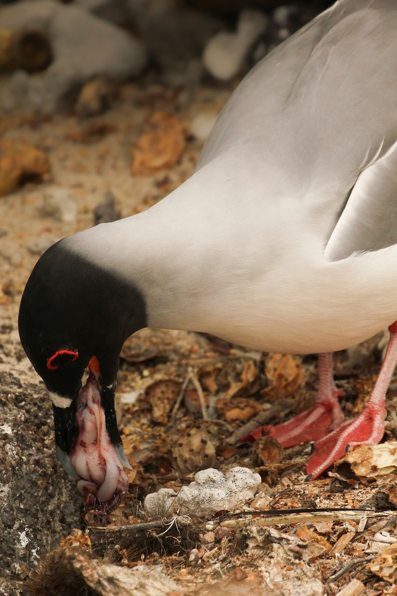 Swallow-tailed Gull - ML643340076
