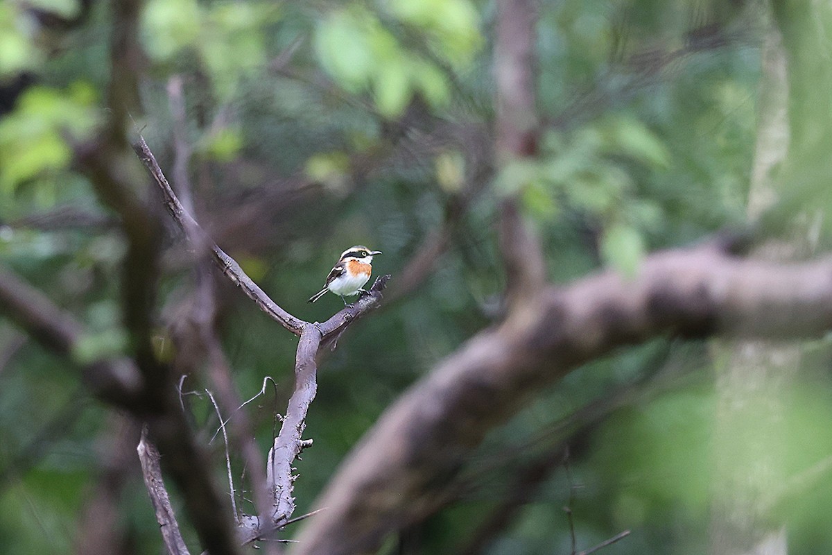 Senegal Batis - ML643340077