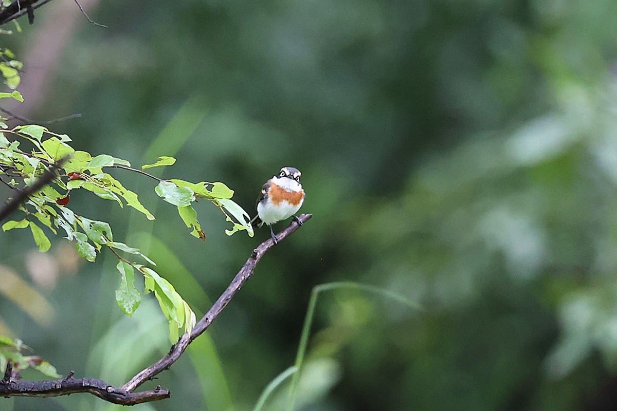 Senegal Batis - ML643340078