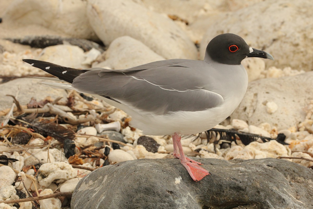 Swallow-tailed Gull - ML643340083
