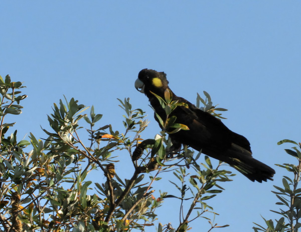 Yellow-tailed Black-Cockatoo - ML643340122