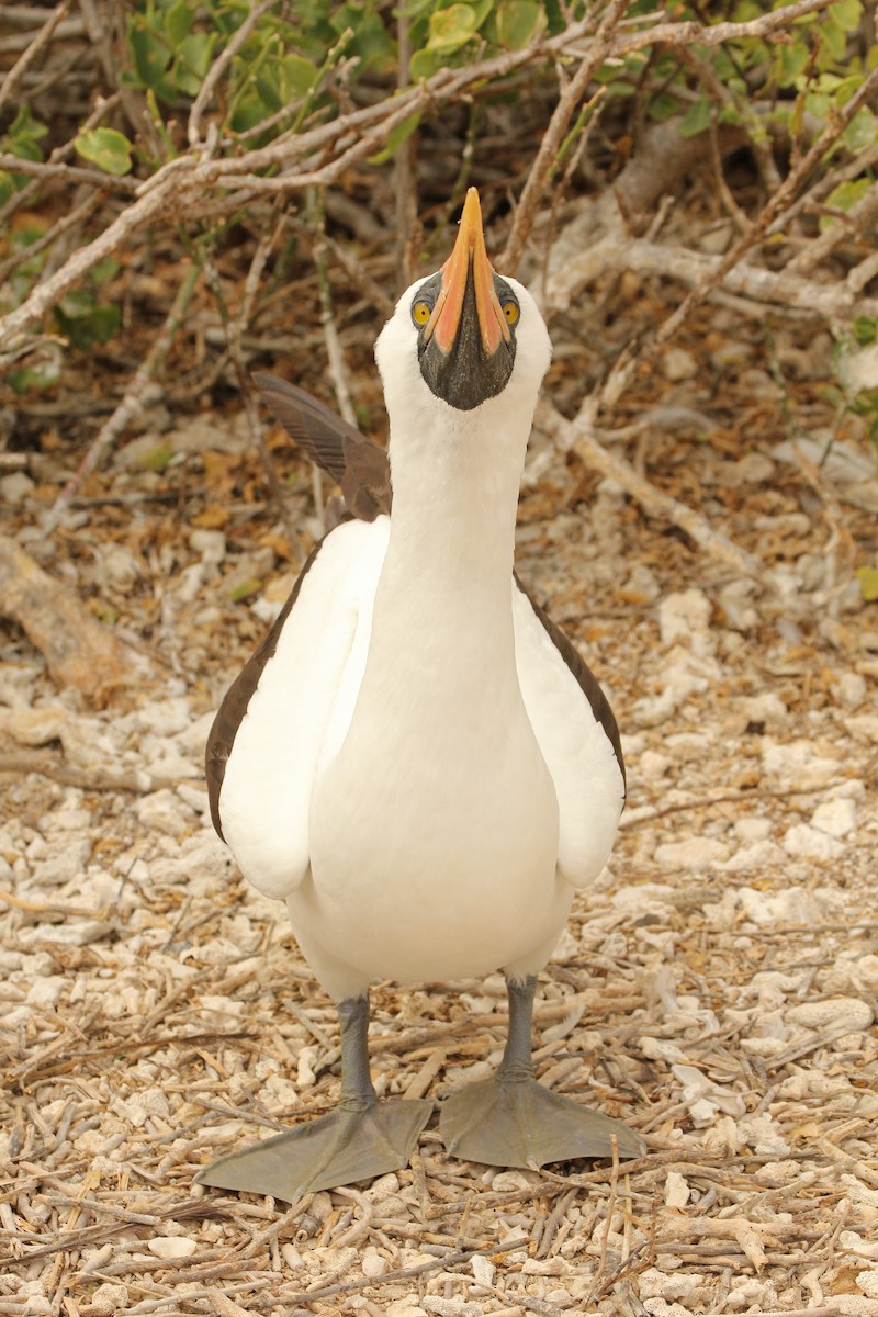 Nazca Booby - ML643340141