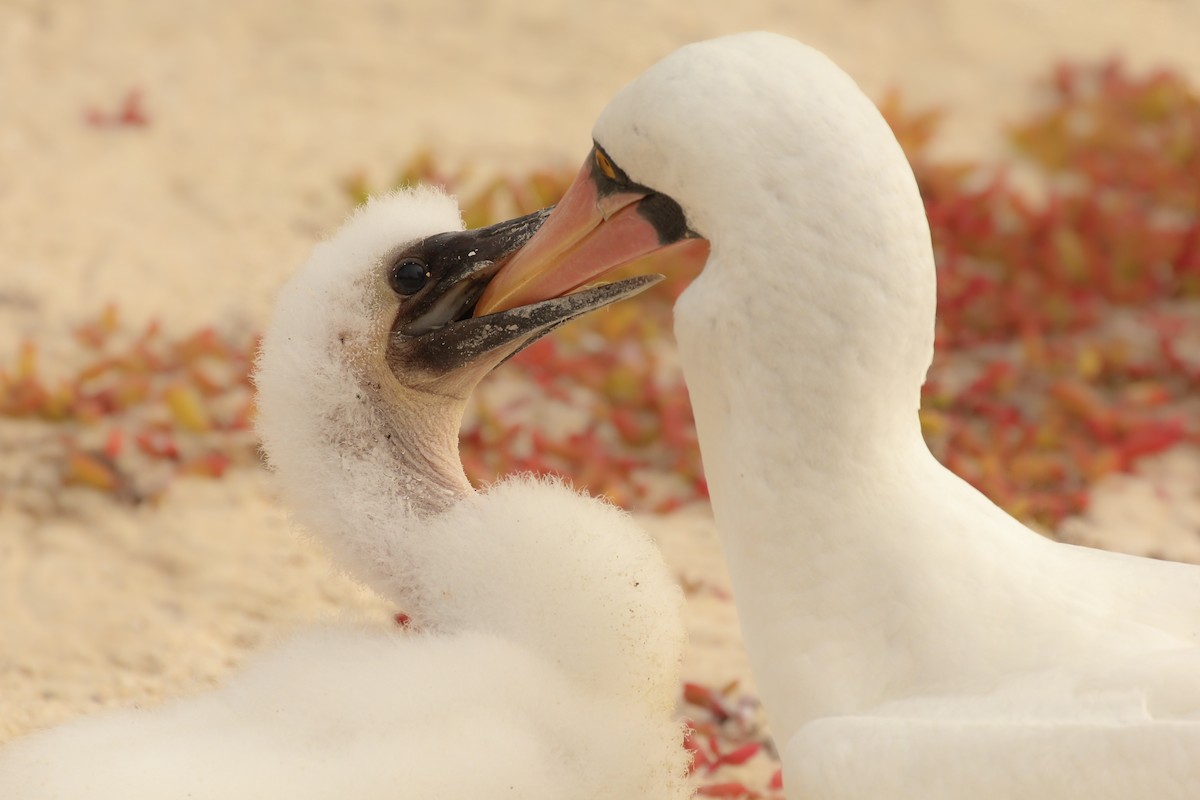 Nazca Booby - ML643340146