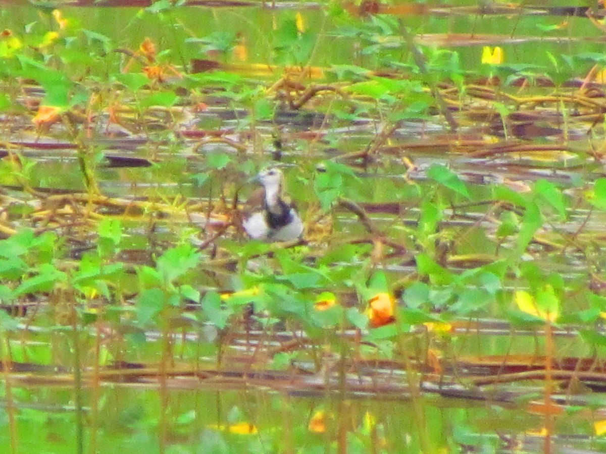 Pheasant-tailed Jacana - ML643340148