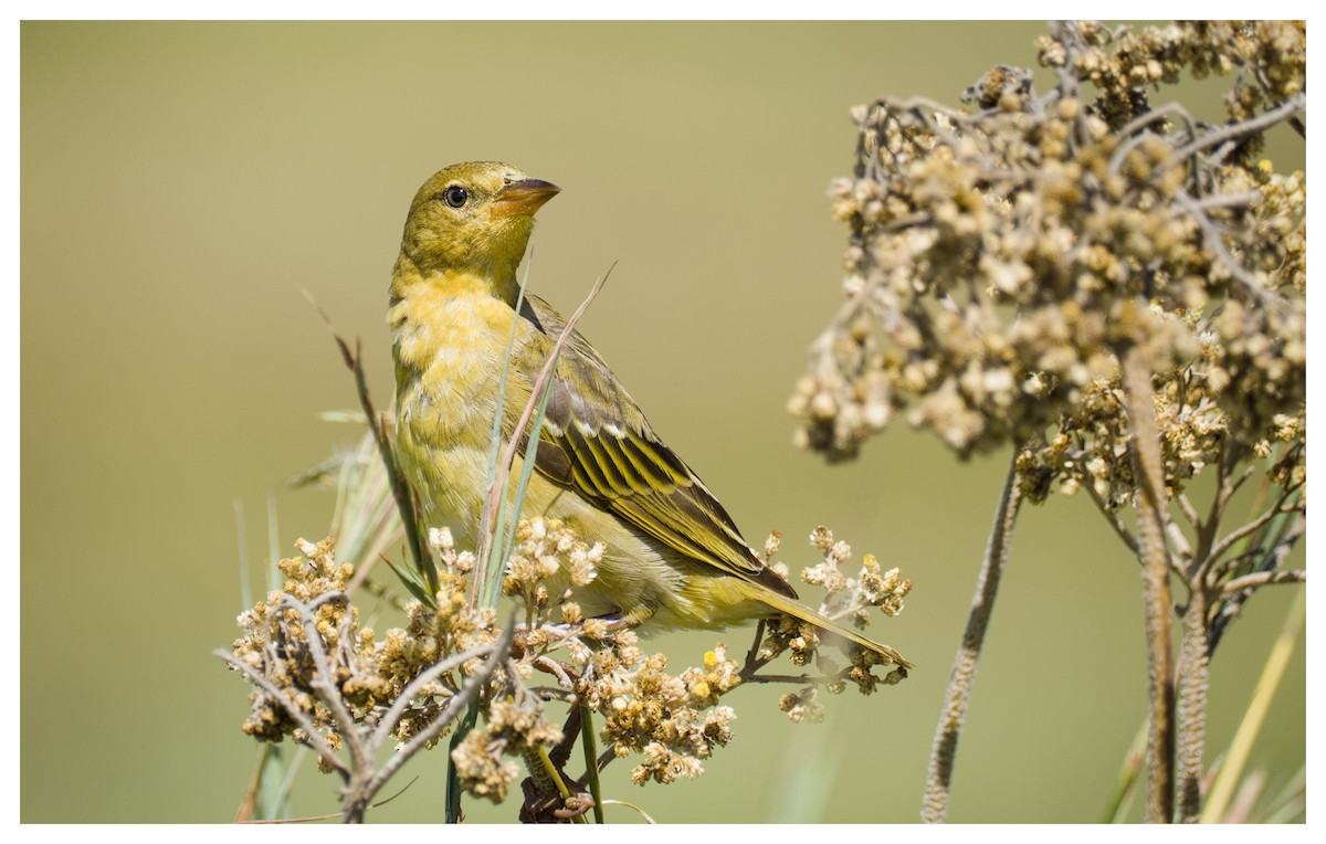 Cape Weaver - ML643340154