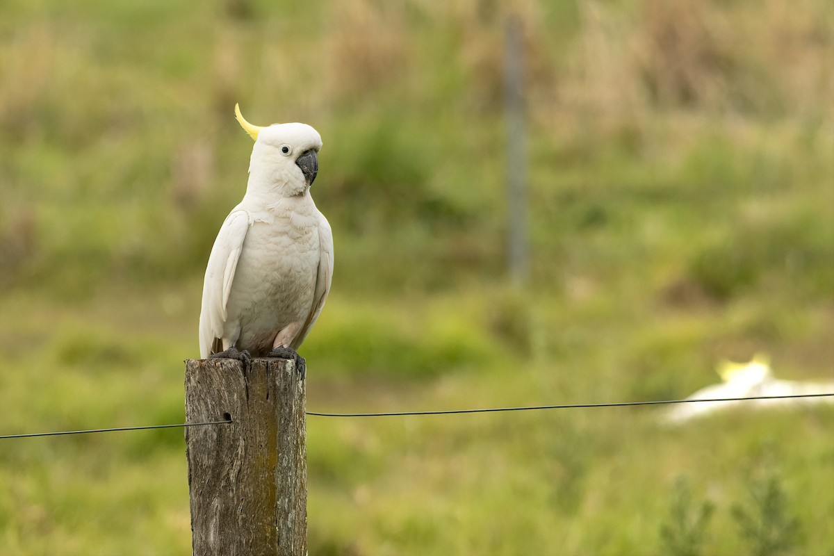 Sulphur-crested Cockatoo - ML643340157