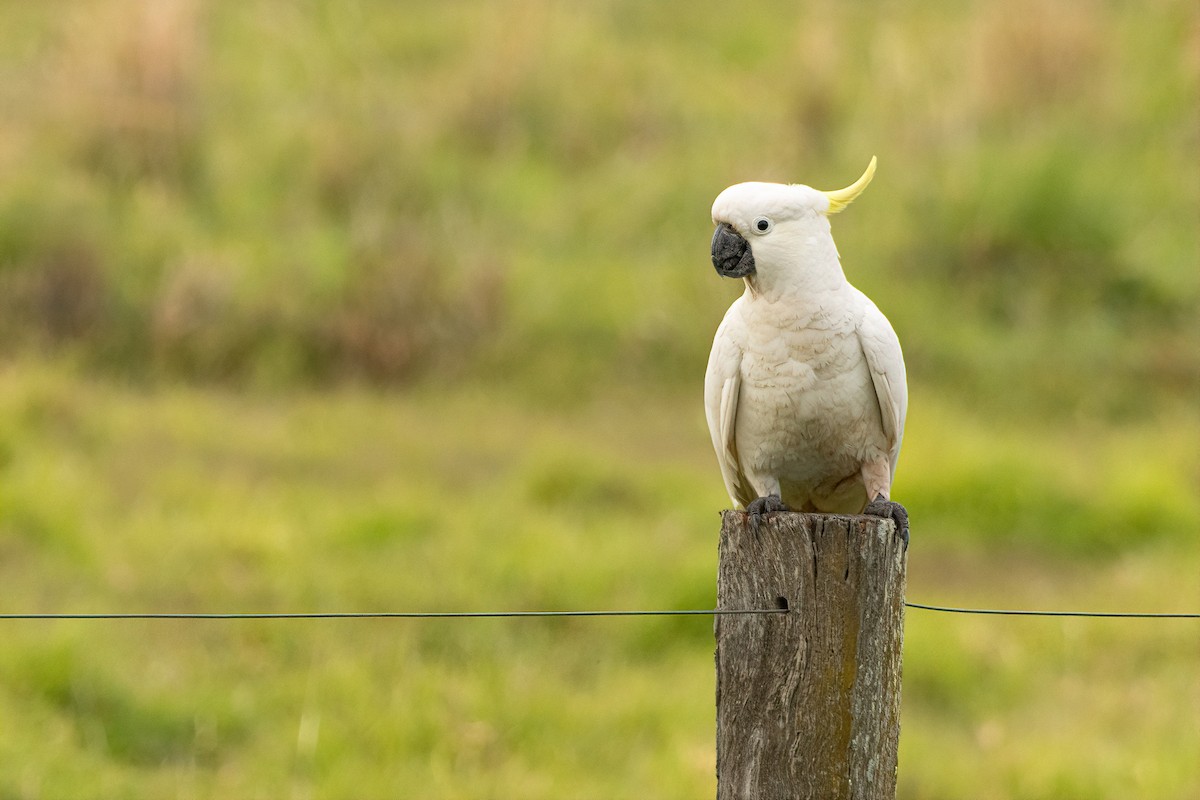 Sulphur-crested Cockatoo - ML643340158