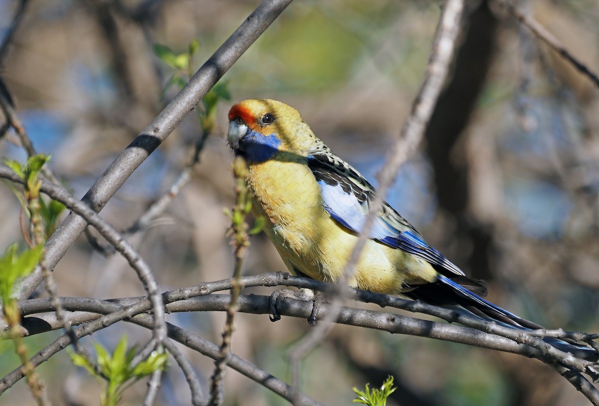 Crimson Rosella (Yellow) - ML643340159