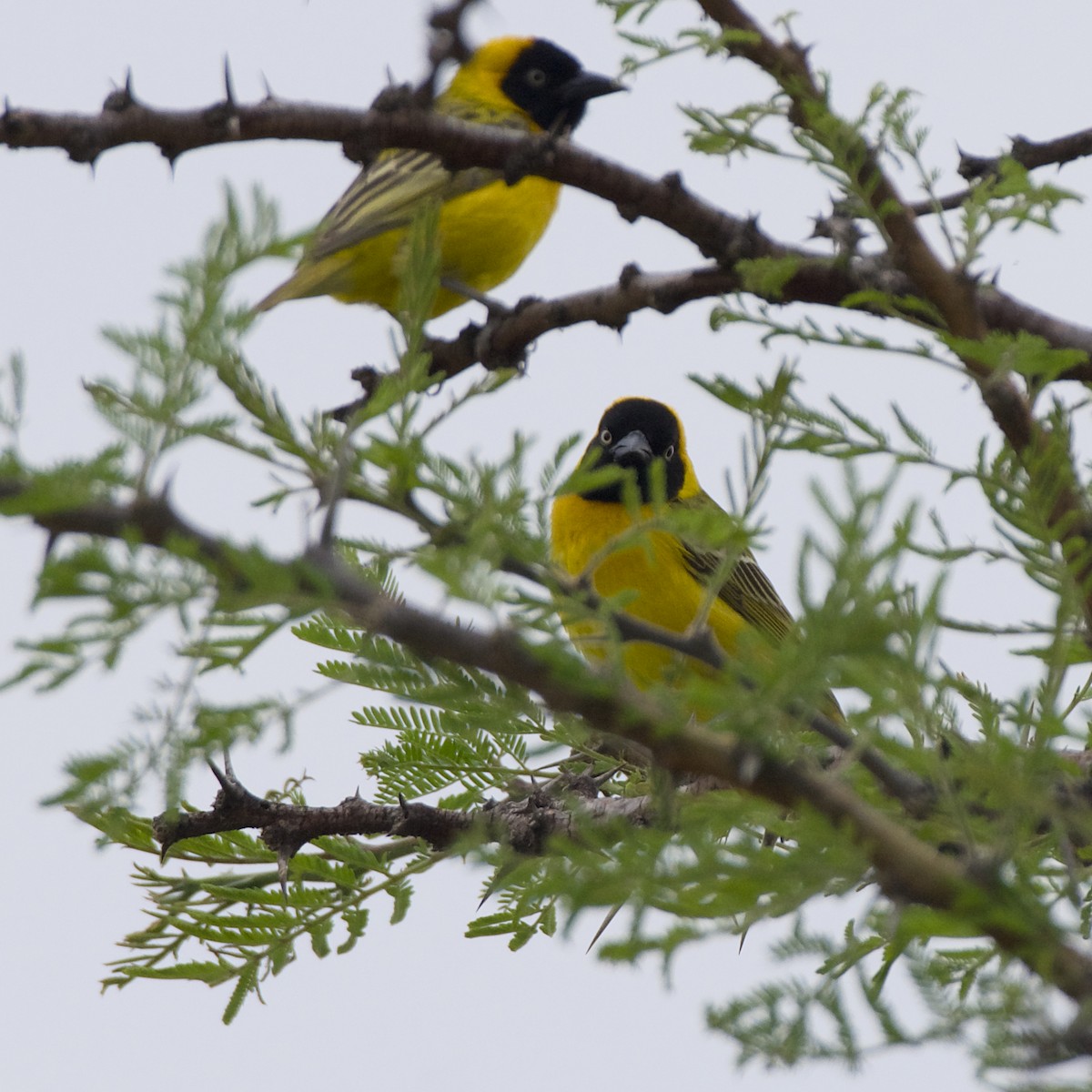 Lesser Masked-Weaver - ML643340162