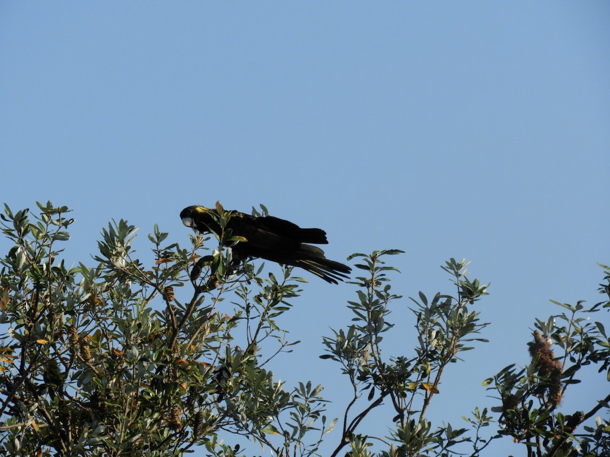 Yellow-tailed Black-Cockatoo - ML643340175