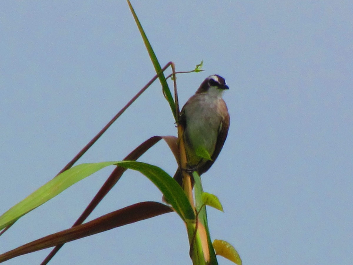 Yellow-vented Bulbul - ML643340257