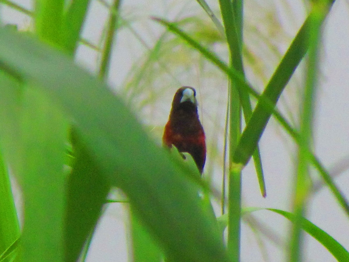 Chestnut Munia - ML643340264