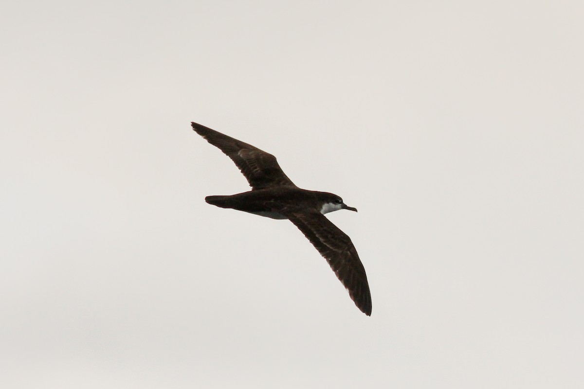 Galapagos Shearwater - ML643340285