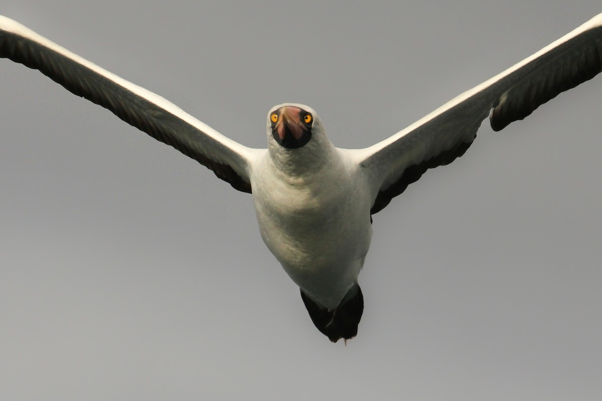 Nazca Booby - ML643340286
