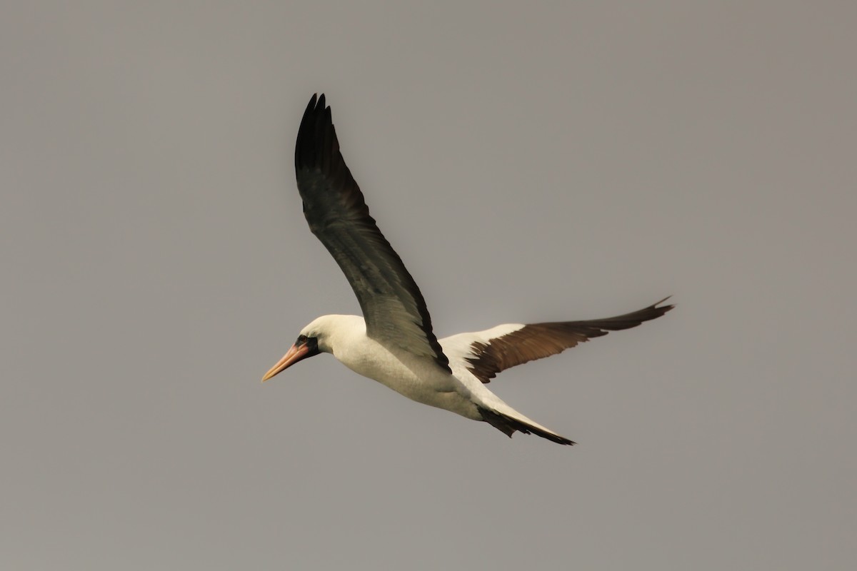 Nazca Booby - ML643340287