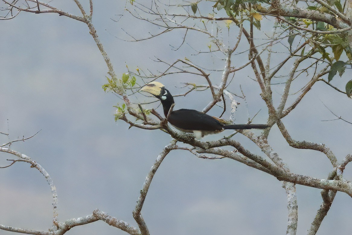 Oriental Pied-Hornbill - ML643340302