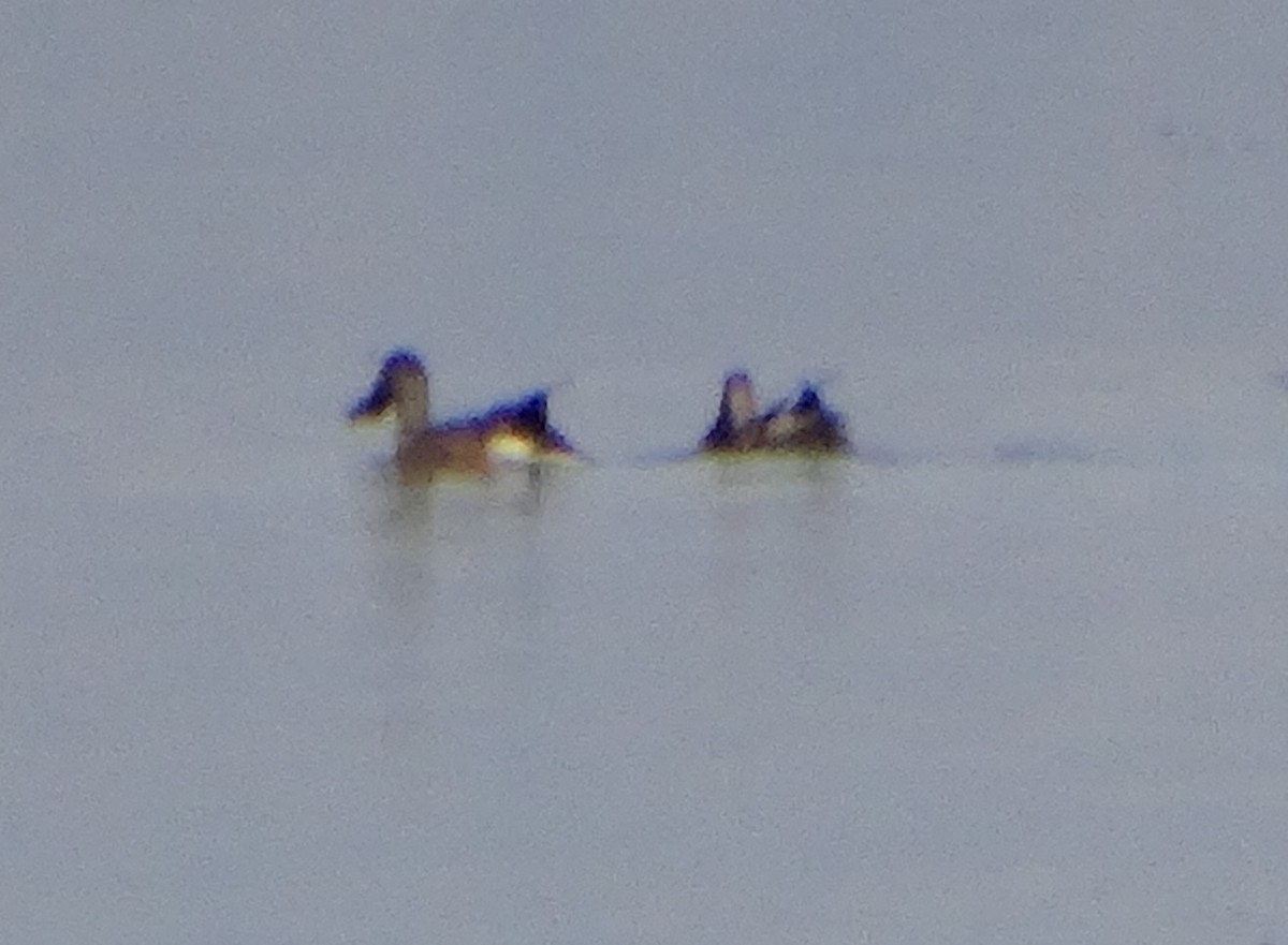 Mestolone - ML643340354