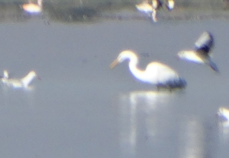 Pellicano comune - ML643340359