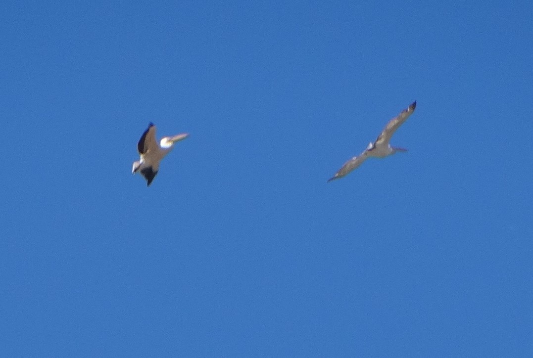 Pellicano comune - ML643340360