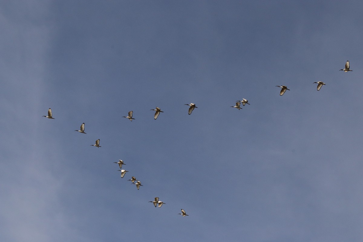 ibis posvátný - ML643340363