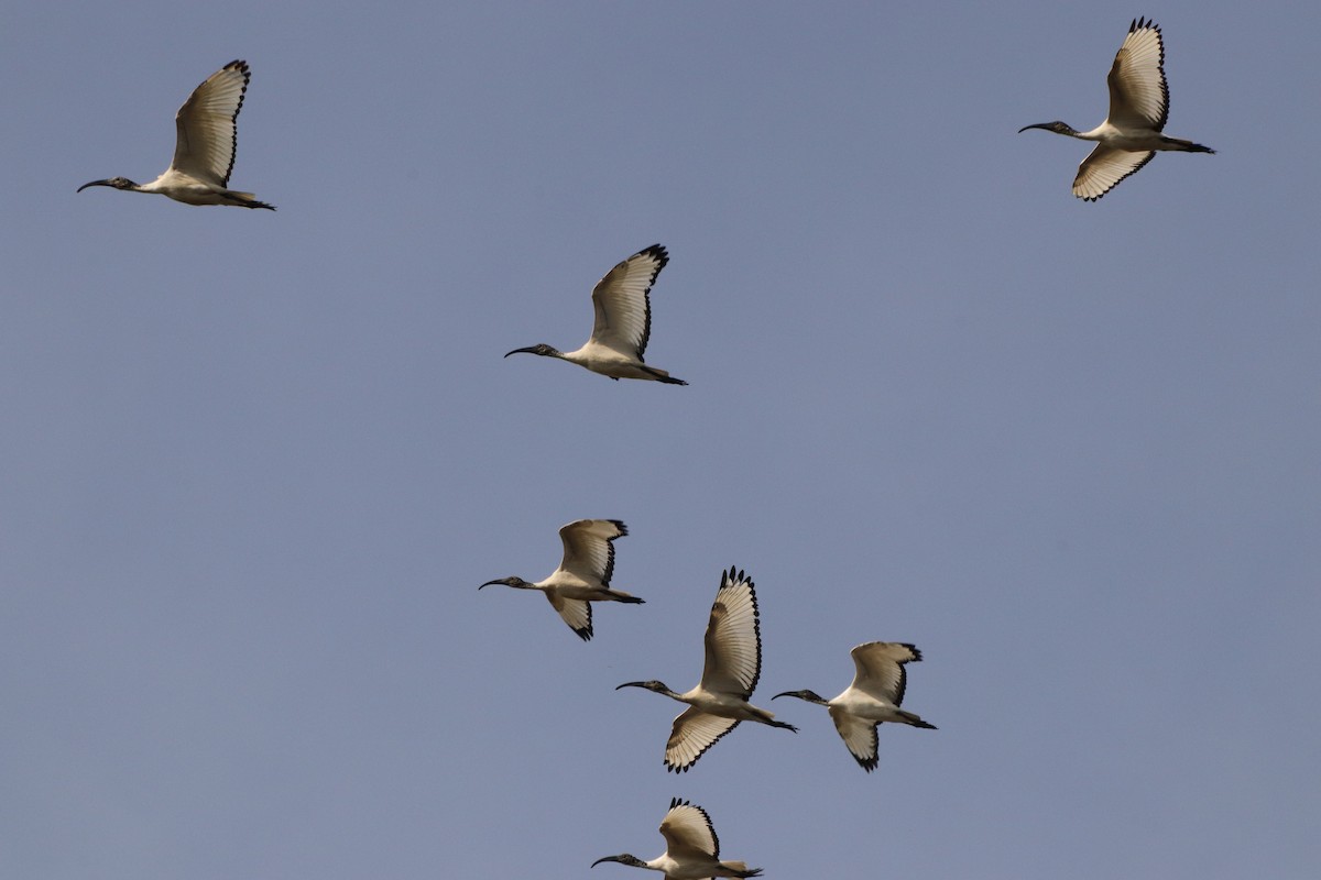 ibis posvátný - ML643340364
