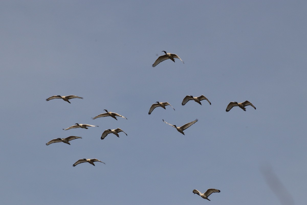ibis posvátný - ML643340365