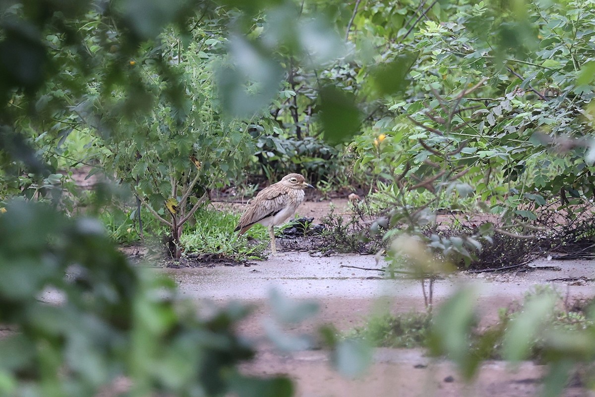 Лежень річковий - ML643340368