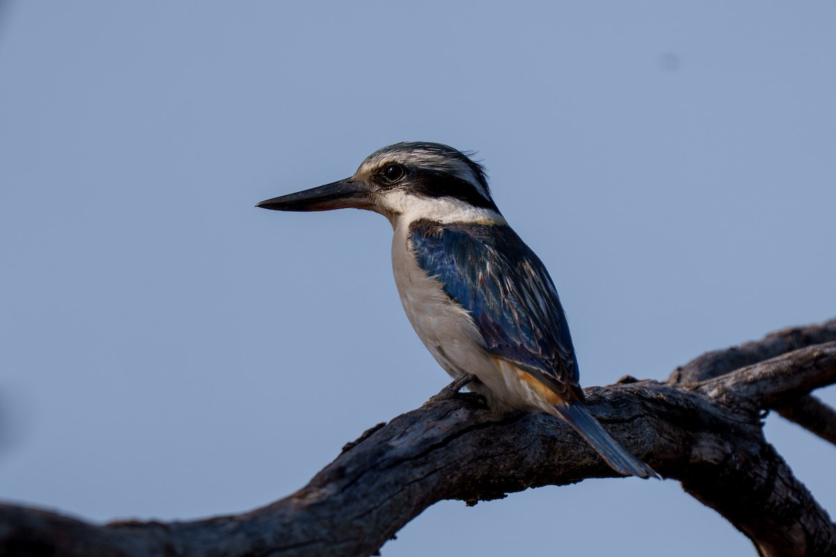 Red-backed Kingfisher - ML643340381