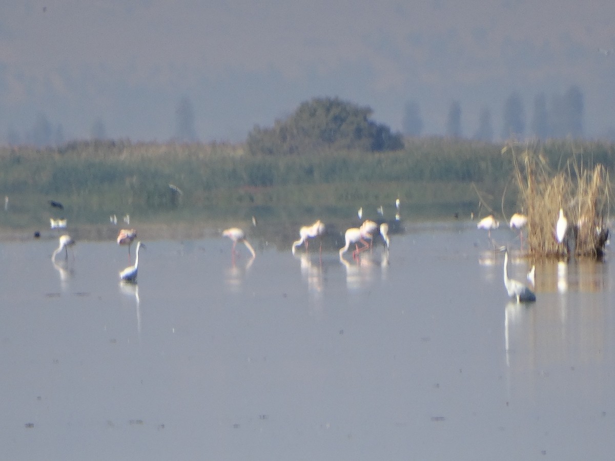 Fenicottero - ML643340402