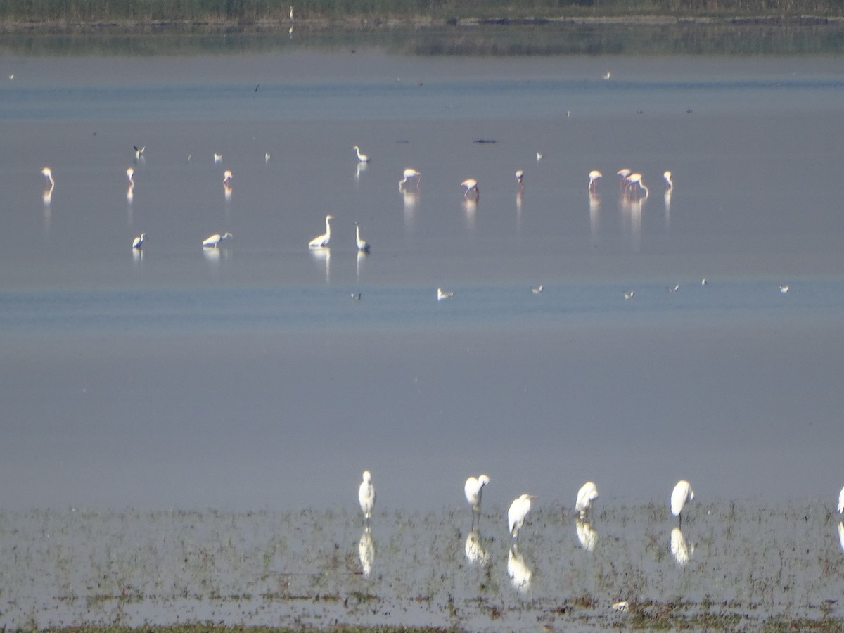 Fenicottero - ML643340417