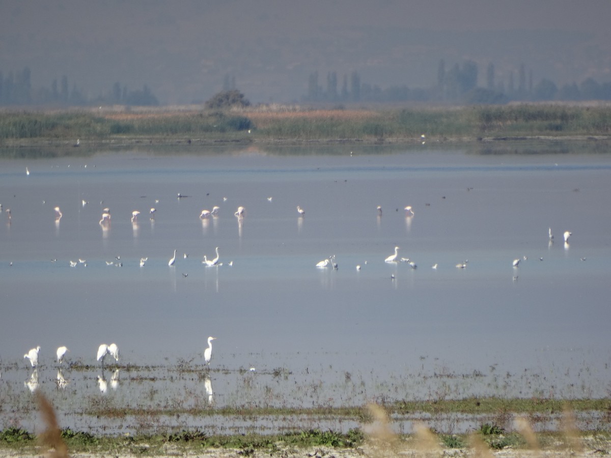 Fenicottero - ML643340418