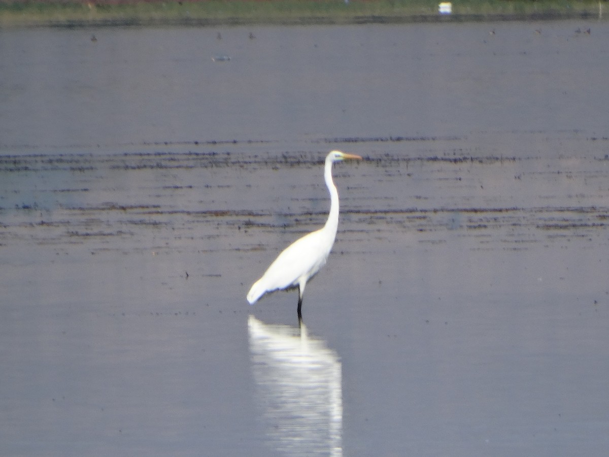 Airone bianco maggiore - ML643340422