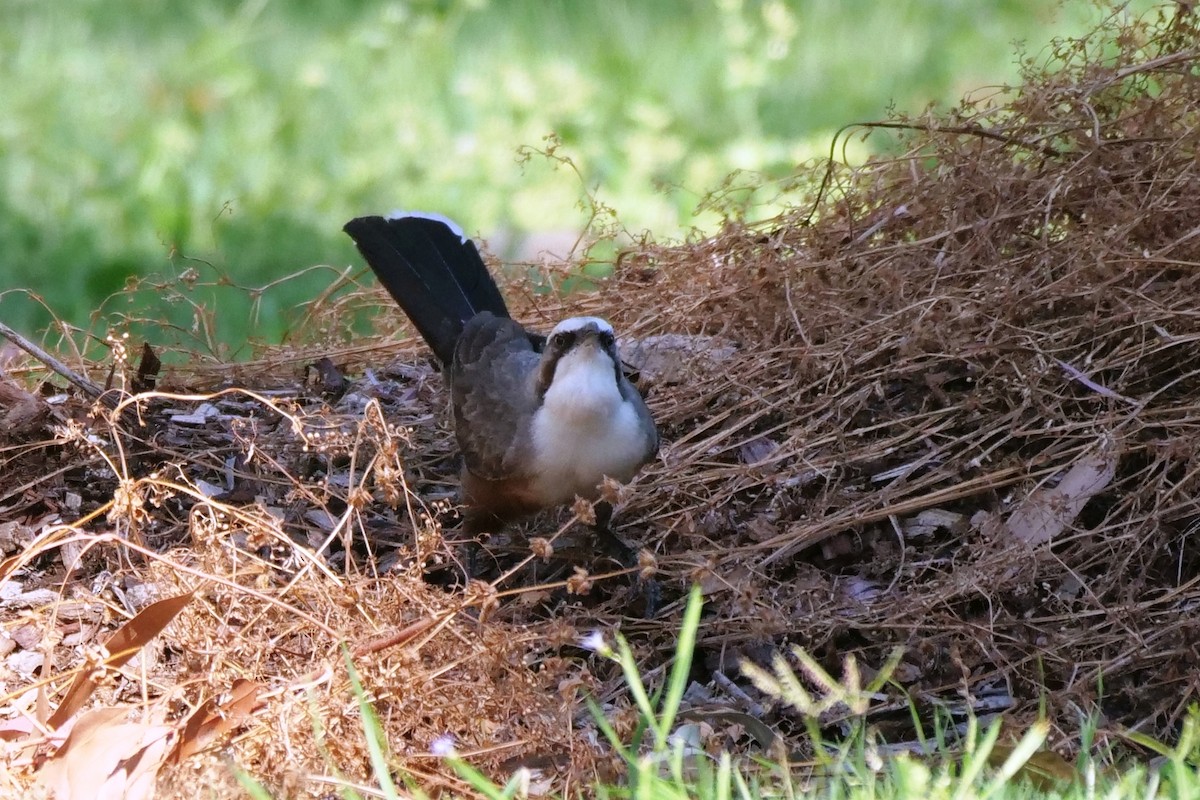 Gray-crowned Babbler - ML643340431