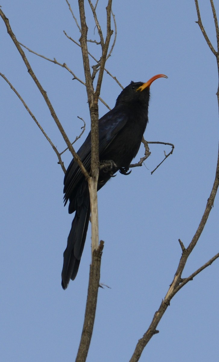 Abyssinian Scimitarbill - ML643340434