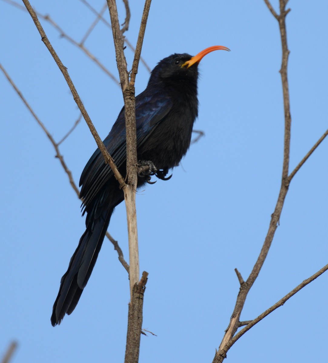 Abyssinian Scimitarbill - ML643340435