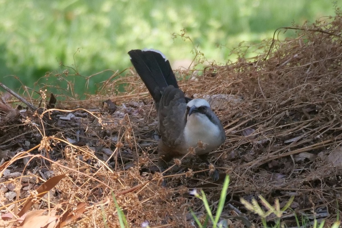 Gray-crowned Babbler - ML643340438
