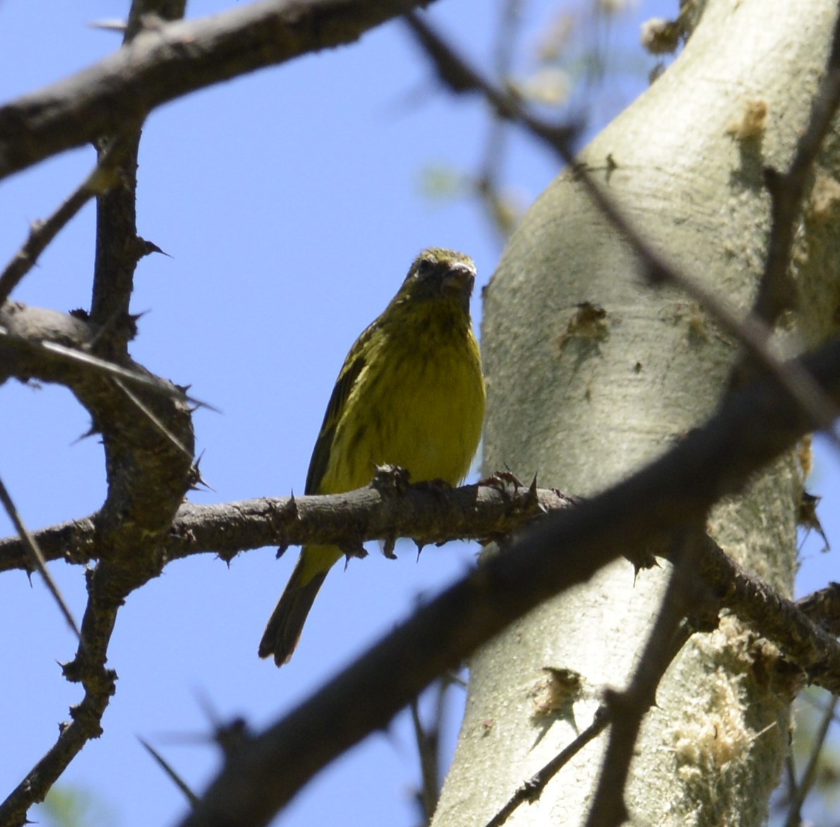 African Citril - ML643340443