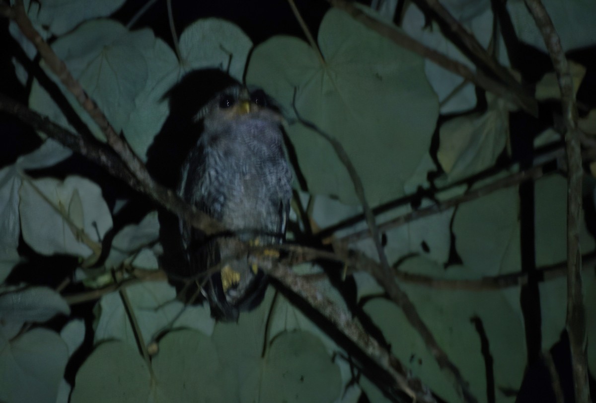 Barred Eagle-Owl - ML643340451