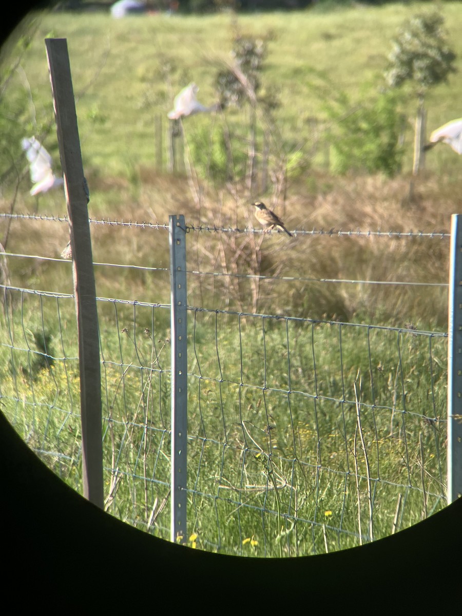 Australian Pipit - ML643340460