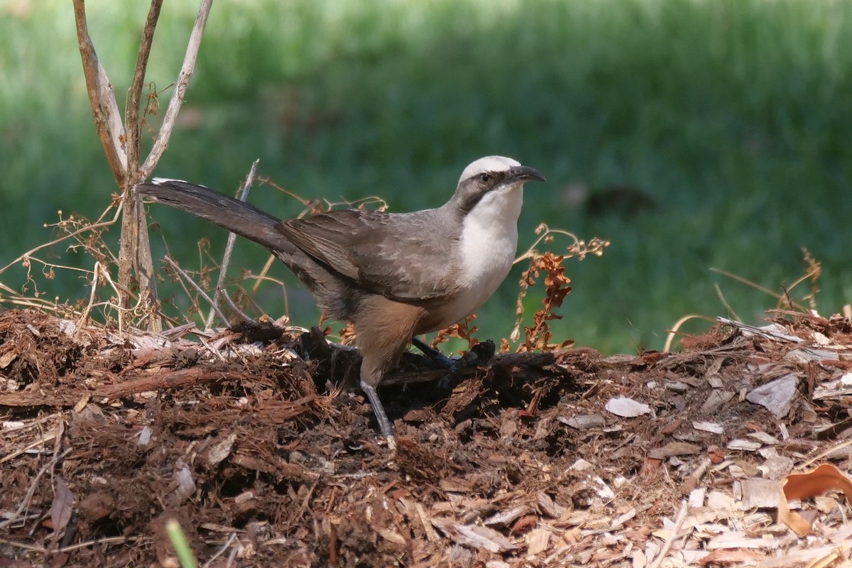 Gray-crowned Babbler - ML643340461