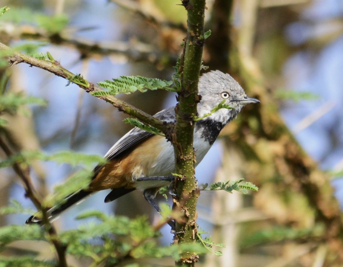 Banded Parisoma - ML643340462