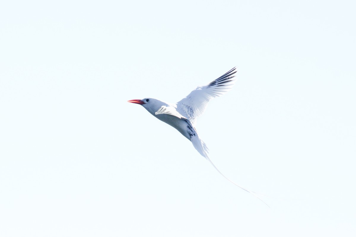 Red-billed Tropicbird - ML643340465