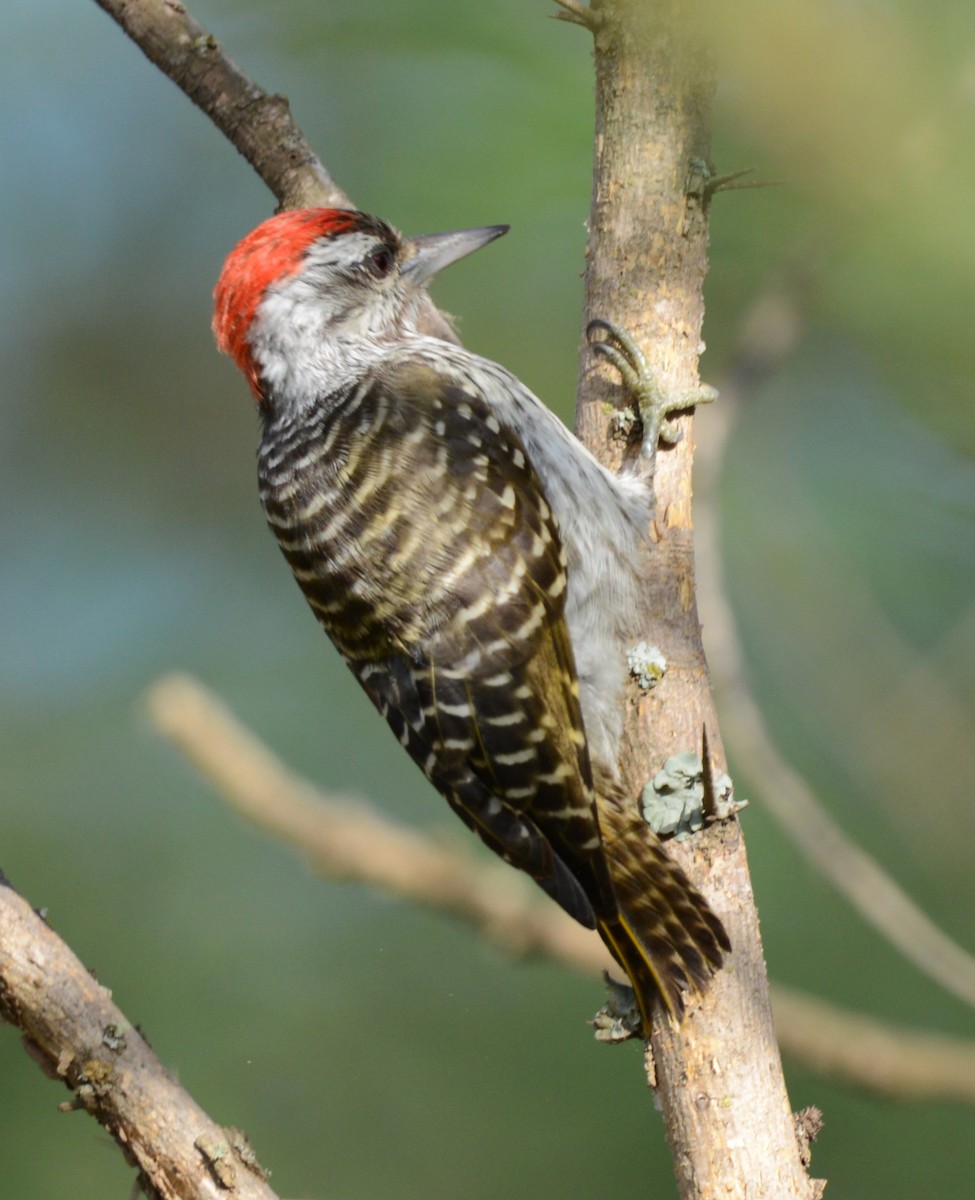 Cardinal Woodpecker - ML643340469