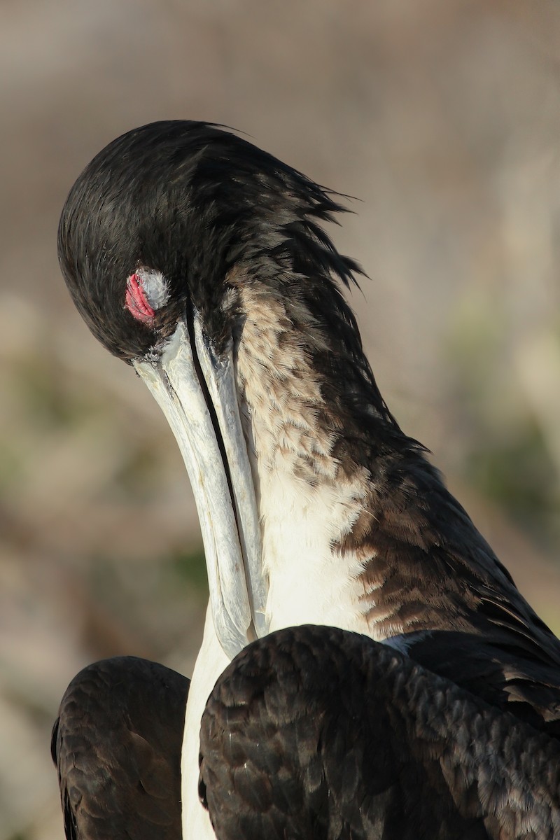Great Frigatebird - ML643340480