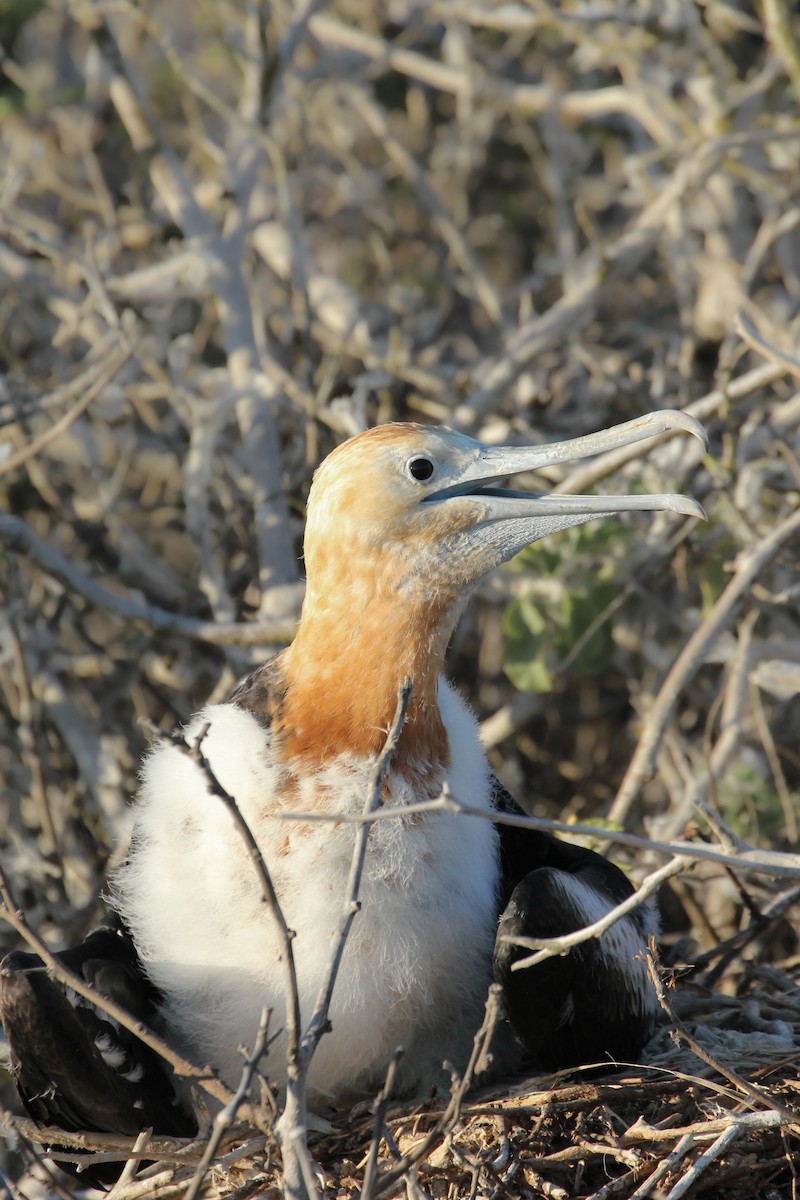 Magnificent Frigatebird - ML643340481