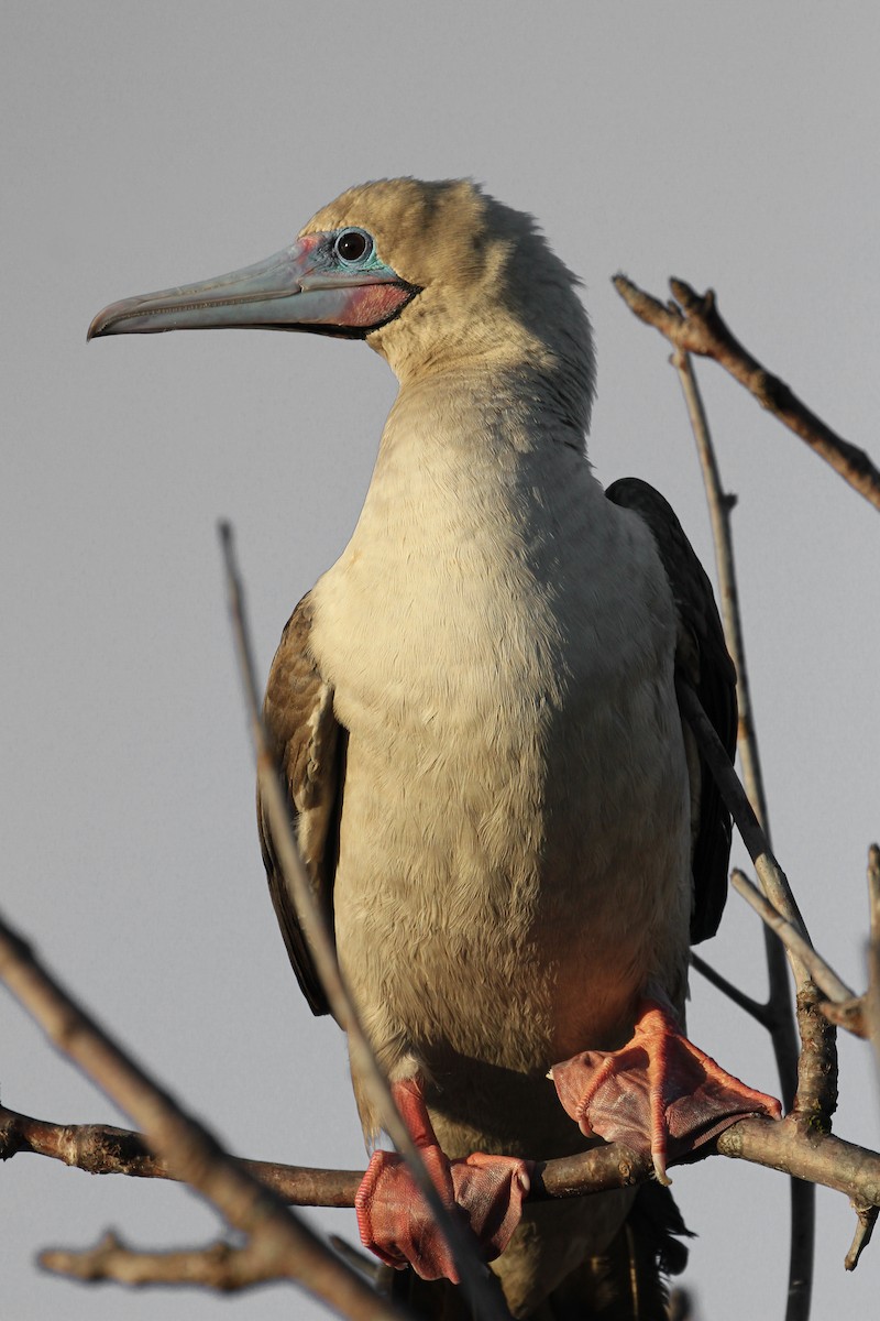 Red-footed Booby - ML643340482